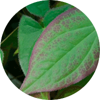 epimedium-leaf-extract