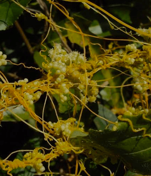 Cuscuta Seed Extract