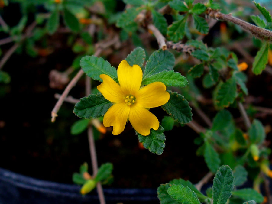 Damiana Extract