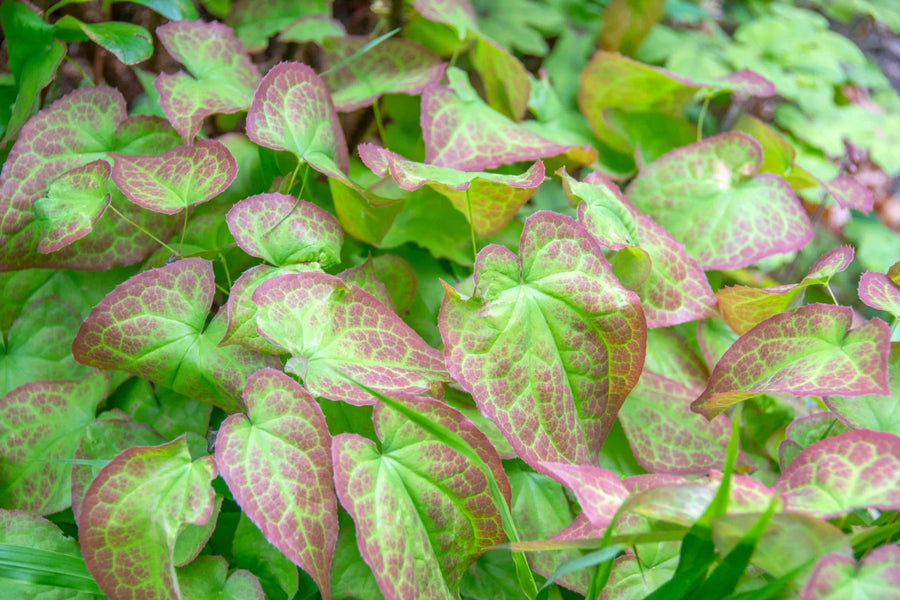 Epimedium Leaf Extract