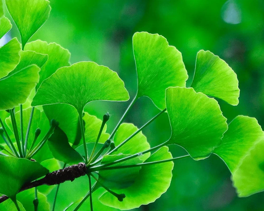 Ginkgo Biloba Leaf Extract