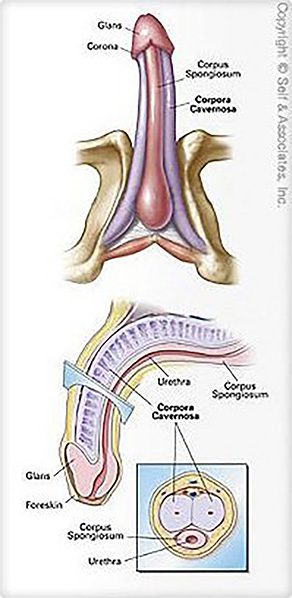 genital parts