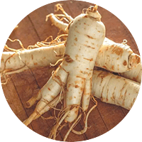 panax-ginseng