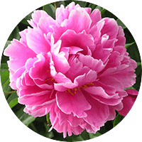 Peony