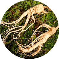 panax-ginseng