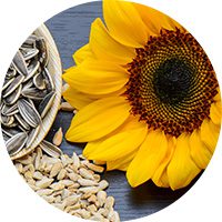 sunflower-lecithin