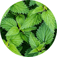 Stinging Nettle