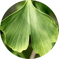 ginkgo-biloba-extract