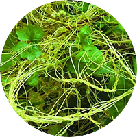 cuscuta-seed-extract