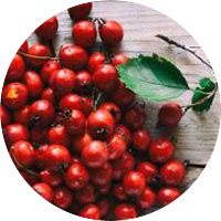 hawthorn-berry