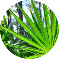 saw-palmetto-berry