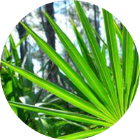 Saw Palmetto Berry